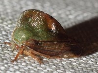 Treehopper