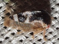 Treehopper