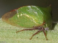 Treehopper