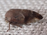 Treehopper