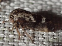 Treehopper