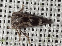 Treehopper