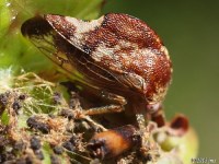 Treehopper