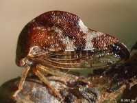 Treehopper