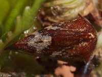 Treehopper