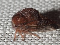 Treehopper