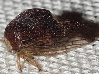 Treehopper