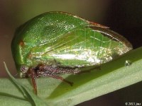 Treehopper