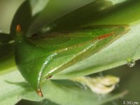 Treehopper