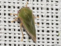 Treehopper