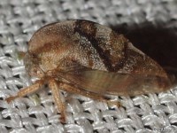 Treehopper