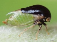 Micrutalis sp. Treehopper