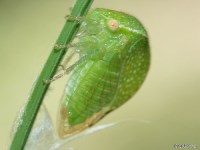 Treehopper