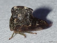 Treehopper