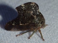 Treehopper