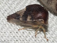 Treehopper