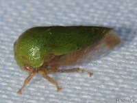 Ophiderma Treehopper