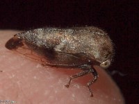 Treehopper