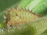 Ceresa Species Treehopper Nymph