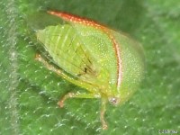 Treehopper