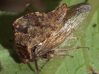 Treehopper on Virginia Creeper