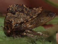 Treehopper on Virginia Creeper