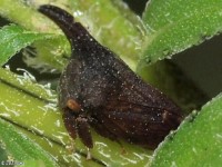 Widefooted Treehopper