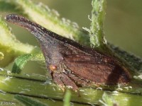 Widefooted Treehopper