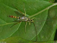 Ichneumon Wasp