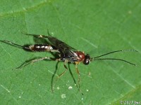 Ichneumon Wasp