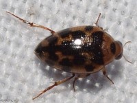 Crawling Water Beetle