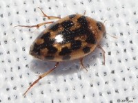 Crawling Water Beetle