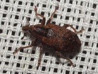 Weevil