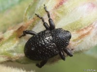 Cowpea Curculio