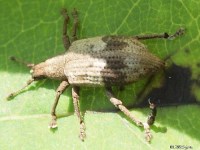 Gray Persimmon Weevil