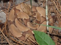 Southern Copperhead Snake