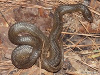 Gulf Crayfish Snake