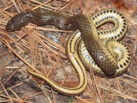 Gulf Crayfish Snake