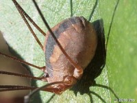 Harvestmen Body