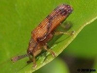 Hispine Beetle