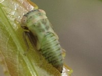 Leafhopper Nymph