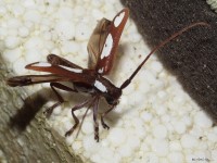 Spotted Apple Tree Borer