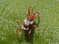 Prob.Sidewalk Mite