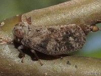 Issid Planthopper