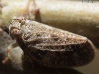 Issid Planthopper