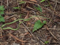 Rough Green Snake