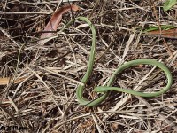 Rough Green Snake