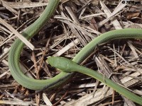 Rough Green Snake