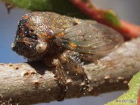 Oak Treehopper