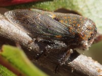 Oak Treehopper